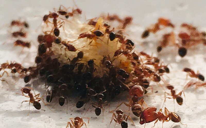 Pest infestation issues managed by Tidal Home Watch to keep your home safe and clean.